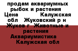 продам аквариумных рыбок и растения › Цена ­ 30-60 - Калужская обл., Жуковский р-н, Жуков г. Животные и растения » Аквариумистика   . Калужская обл.